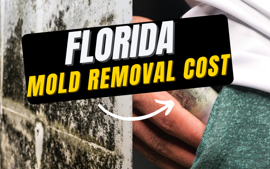 Florida Mold Removal Cost: 2026
